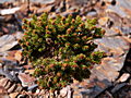 Picea abies Sedlice IMG_5074 (VALENTA) Świerk pospolity